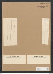 Diatomeae indet. Zeichnungen Sammlung Grunow Nr. 4462 (NHMW-BOT-W0372419)